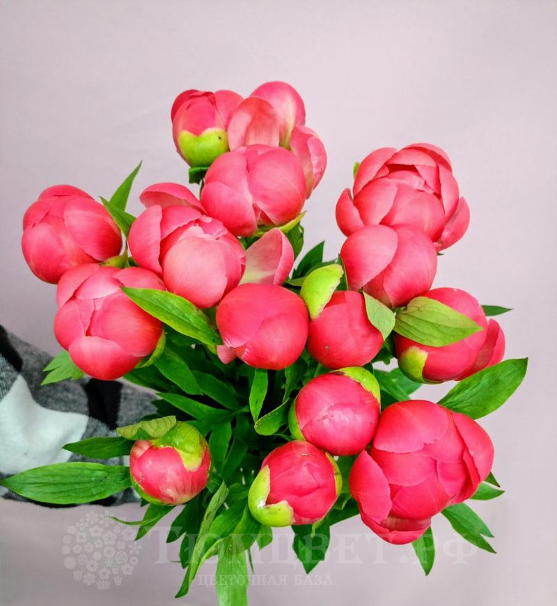 Пион Корал Шарм