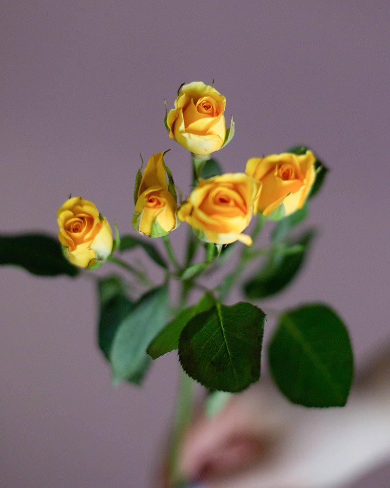  Роза кустовая микс 60см