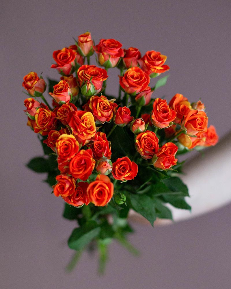  Роза кустовая микс 60см