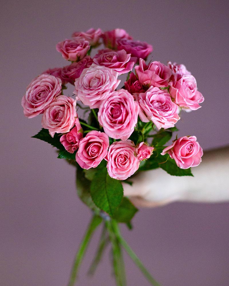  Роза кустовая микс 60см