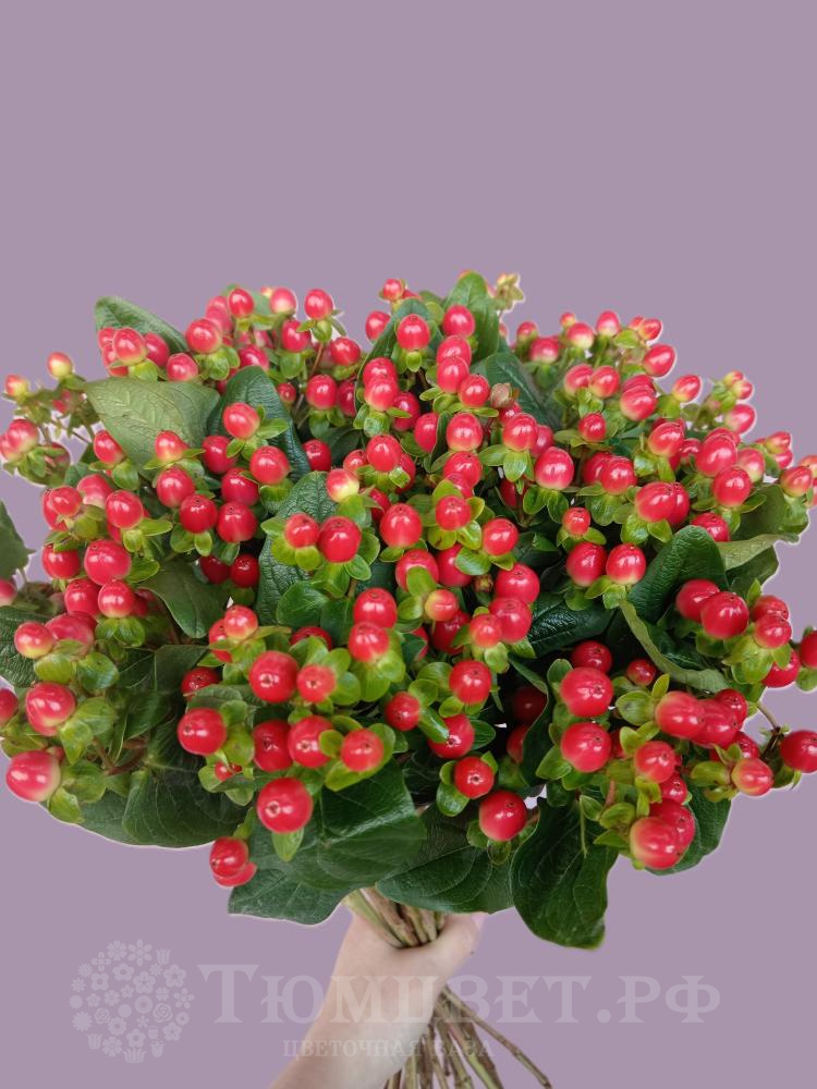 Гиперикум в ассортименте