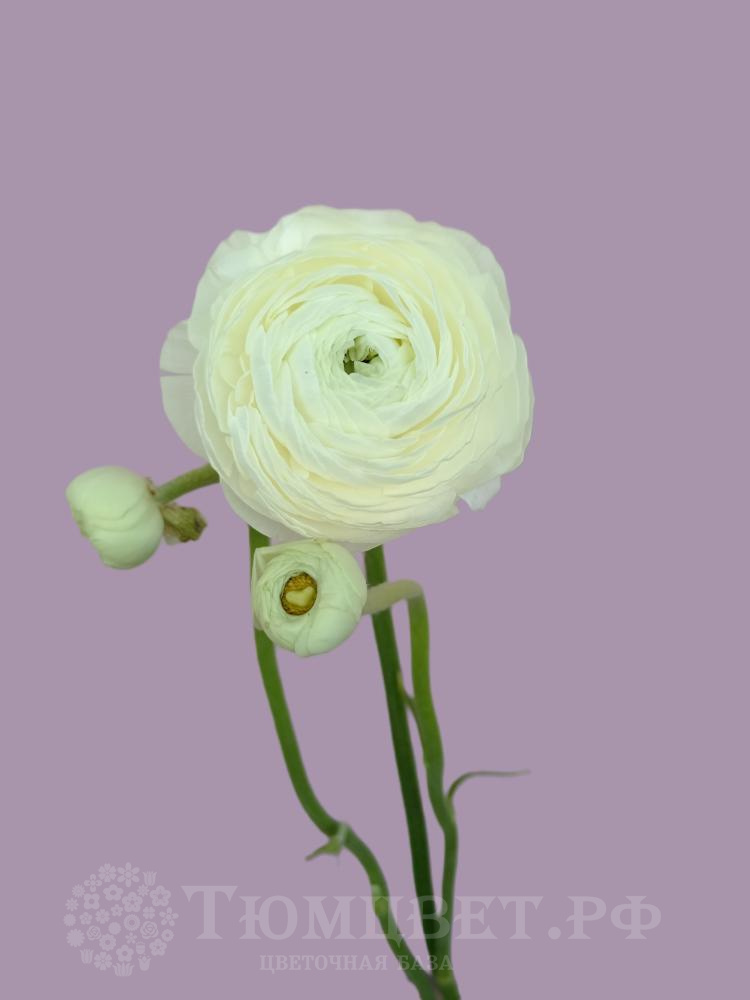 Ранункулюс