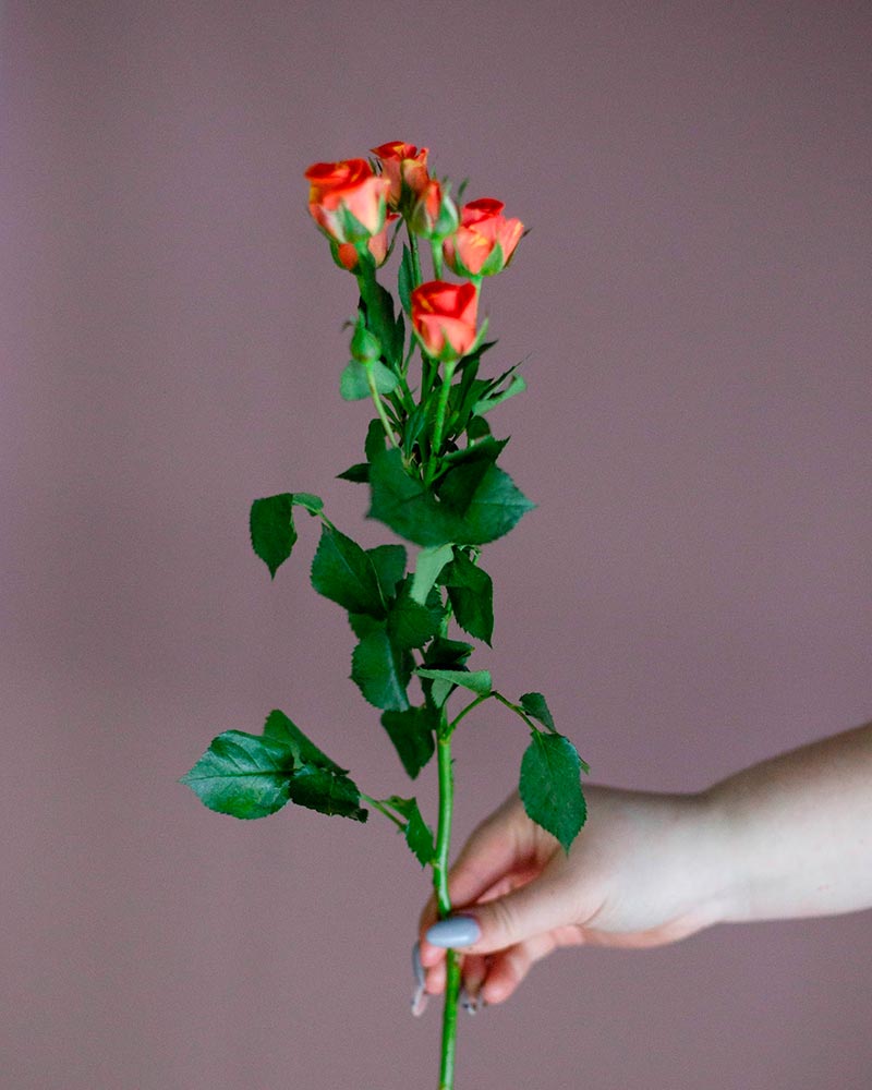  Роза кустовая микс 60см